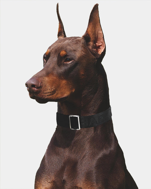 Dead Studios Dead Dog Lead Black